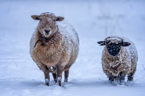 Winter weather, blowing snow, sheep on a snowy pasture, looking for food, thick fur, Elfringhauser