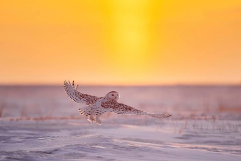 Hunting snowy owl, polar owl, Arctic owl (Bubo scandiacus) adult female flying over snow covered