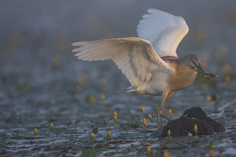 Squacco Heron (Ardeola ralloides) in the fog Hungary
