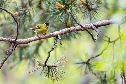 Siskin (Spinus spinus), male sitting on a branch, Inari, Lapland, Finland