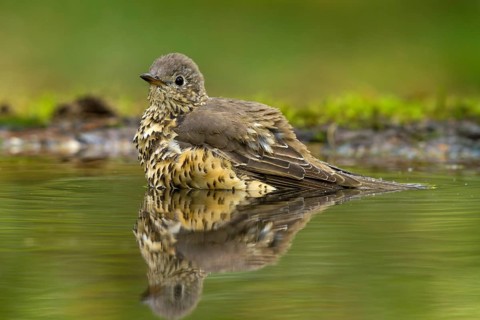 Mistle Thrush (Turdus viscivorus) bathing, Utrecht, Netherlands