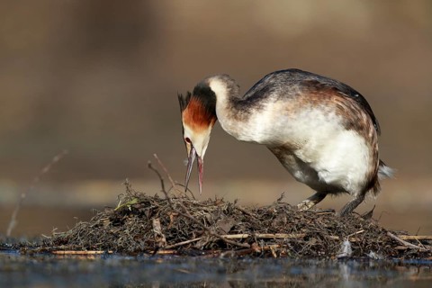 Great Crested Grebe (Podiceps cristatus) on nest, North Rhine-Westphalia, Germany