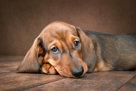 A adorable dachshund puppy resting peacefully, his smooth coat and playful expression highlighted