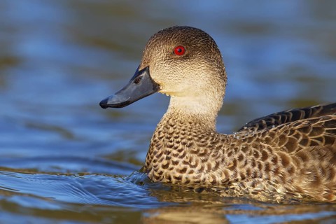 Grey Teal (Anas gracilis), Victoria, Australia