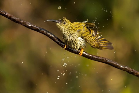 Streaked Spiderhunter (Arachnothera magna), Yunnan, China