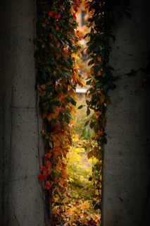Vibrant autumn ivy climbs a concrete wall, creating a vivid frame that opens onto a lush, hidden