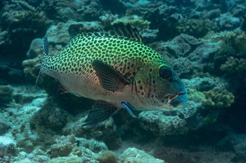 A vibrant Painted Sweetlips fish gracefully swims among the coral reef in the Maldives. Its