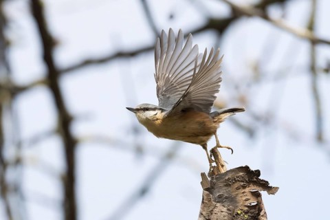 A nuthatch (Sitta europaea) taking off from a branch with outstretched wings, Hesse Germany