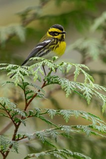 Townsend's Warbler (Dendroica townsendi) perched on a branch in Victoria, BC, Canada