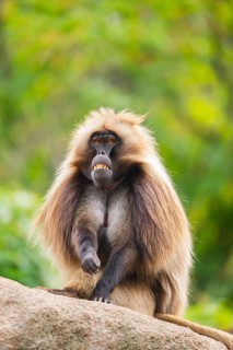 Gelada (Theropithecus gelada) male sitting on a rock, captive, Germany