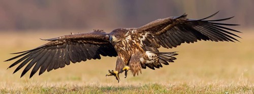 White-tailed eagle, hawk family, animals, birds, birds of prey, (Haliaeetus albicilla), biotope,