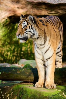 Siberian tiger (Panthera tigris altaica) standing on a rock, Germany