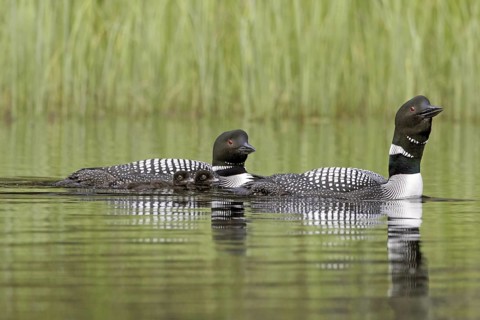 Great Northern Loon (Gavia immer) pairs with chicks, British Columbia, Canada