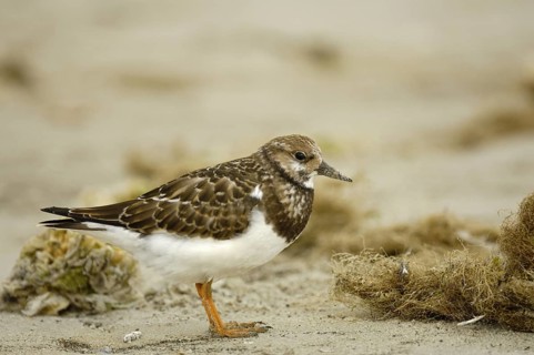 Steinwälzer (Arenaria interpres), im Ruhekleid, September, Insel Ameland, Nordsee, Niederlande