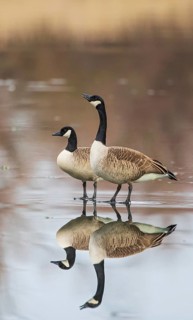 Canada Goose (Branta canadensis) pair displaying on ice, Baden-Wuerttemberg, Germany