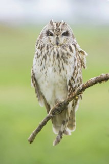 Short-eared Owl (Asio flammeus) perched on a branch, Emilia-Romagna, Italy