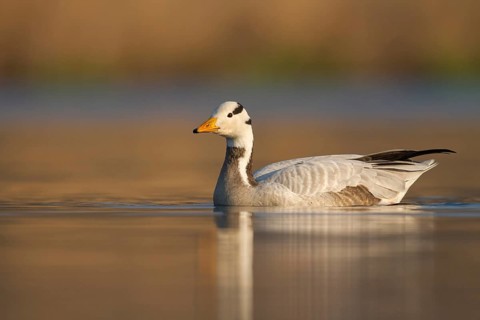 Bar-headed Goose (Anser indicus) female, Utrecht, Netherlands