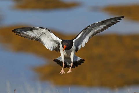 Eurasian Oystercatcher (Haematopus ostralegus) flying, Iceland