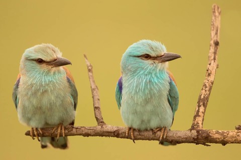 European Roller (Coracias garrulus) pair perched on a branch, Serbia