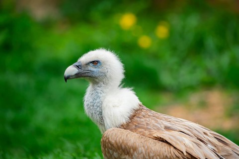 Griffon Vulture (Gyps fulvus) sitting on a meadow, portrait, Germany