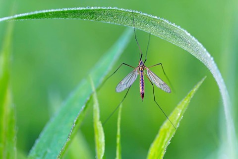 Nephrotoma appendiculata, (Nephrotoma appendiculata), animals, insects, gnats, Lake Neusiedl,