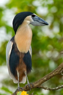 Boat-billed Heron Cochlearius cochlerius San Blas, Nayarit, Mexico 7 June Adult Ardeidae