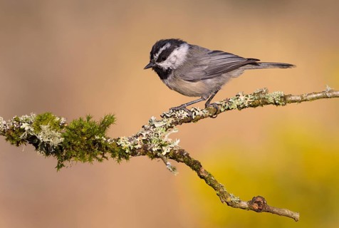 Mountain Chickadee (Poecile gambeli), Oregon, USA