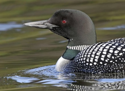 Great Northern Loon (Gavia immer), British Columbia, Canada