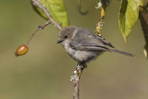 American Bushtit (Psaltriparus minimus), British Columbia, Canada