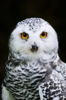 Snowy Owl (Bubo scandiacus, Nyctea scandiaca), immature, calling, portrait, captive, Germany