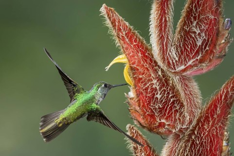 White-bellied Mountain Gem (Lampornis hemileucus), Costa Rica