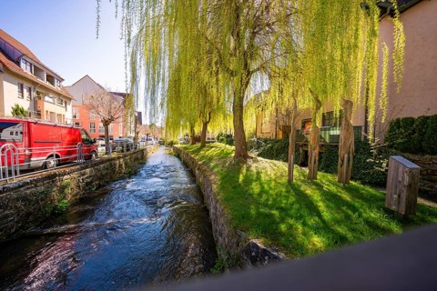 Along a stream in a village with green willow trees under a blue sky, Aidlingen, Böblingen