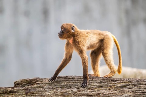 Gelada (Theropithecus gelada) standing on an old tree trunk, captive, Germany