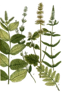 Botany, plants, a. mentha spicata flore albo, b. mentha cataria, c. mentha cataria major vulgaris,