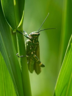Locust of the genus Chromacris speciosa, the soldier grasshopper, seen in Buenos Aires, Argentina