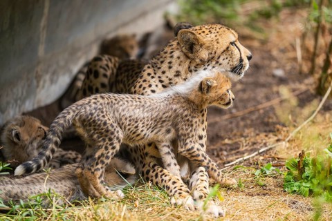 Cheetah (Acinonyx jubatus) mother with her youngster, captive, occurrence Africa