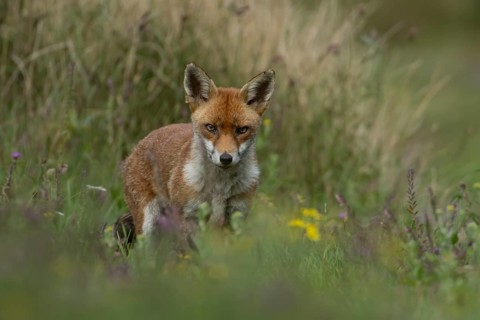 Red fox (Vulpes vulpes) adult animal in countryside grassland with wildflowers in summer, England,