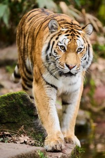 Siberian tiger or Amur tiger (Panthera tigris altaica) walking on the ground, captive, habitat in