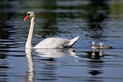 Mute swan (Cygnus olor), male with two chicks swimming in Lake Zug, Canton Zug, Switzerland