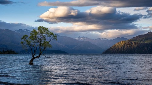 Wanaka Tree in the evening, Lake Wanaka, Otago, South Island, New Zealand