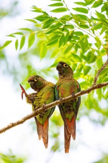 Deville Parakeet (Pyrrhura devillei) Pantanal Brazil