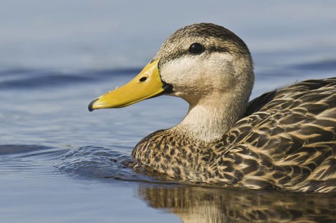 Mottled Duck (Anas fulvigula), Florida, USA