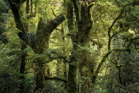 Wooded landscape with mossy gnarled trees. Fiordland National Park, Southland Region, South Island,