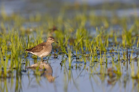 Wood sandpiper (Tringa glareola), Chevalier sylvain, Andarríos Bastardo, Raysut, Salalah, Sohar,