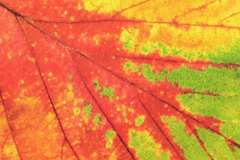 Persian ironwood (Parrotia persica), detail of leaf in autumn, North Rhine-Westphalia, Germany