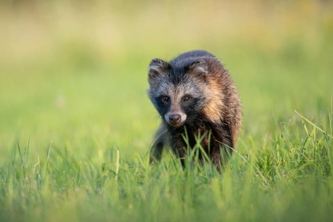 Raccoon dog (Nyctereutes procyonoides) looking curiously at a forest clearing, portrait, Podlaskie