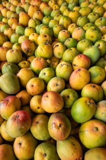 Large quantity of ripe mangoes (Mangifera indica), presumably Tommy Atkins or Kent variety, after