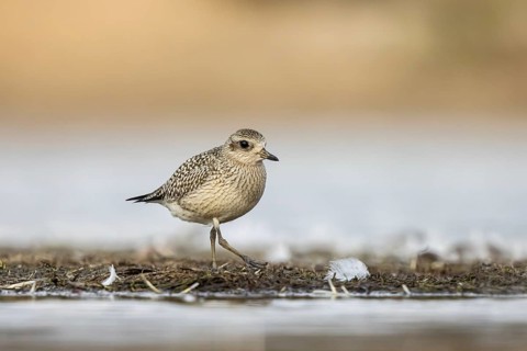 Grey Plover (Pluvialis squatarola), North-Rhine Westphalia, Germany