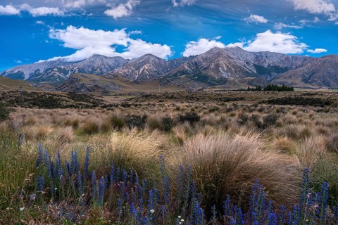 Dramatic cloudscape, mountain landscape and tussock grass, blue flowering viper's bugloss (Echium