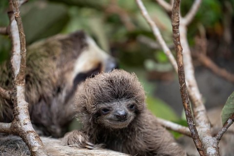 Close up of a cute baby three-toed sloth (Bradypus variegatus) resting on its mother's belly.